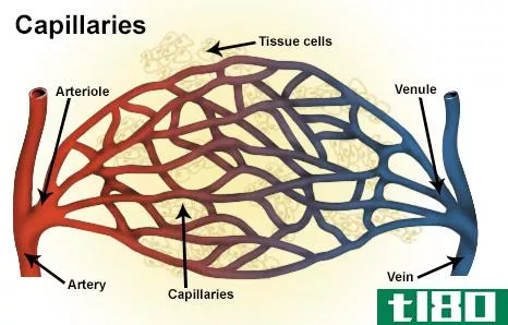 正弦曲线(sinusoids)和毛细血管(capillaries)的区别
