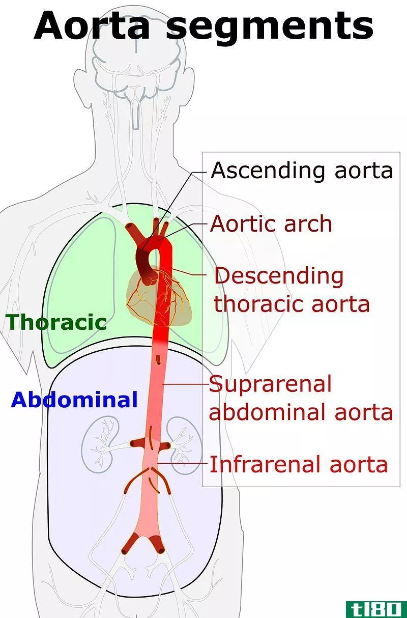主动脉(aorta)和肺动脉(pulmonary artery)的区别