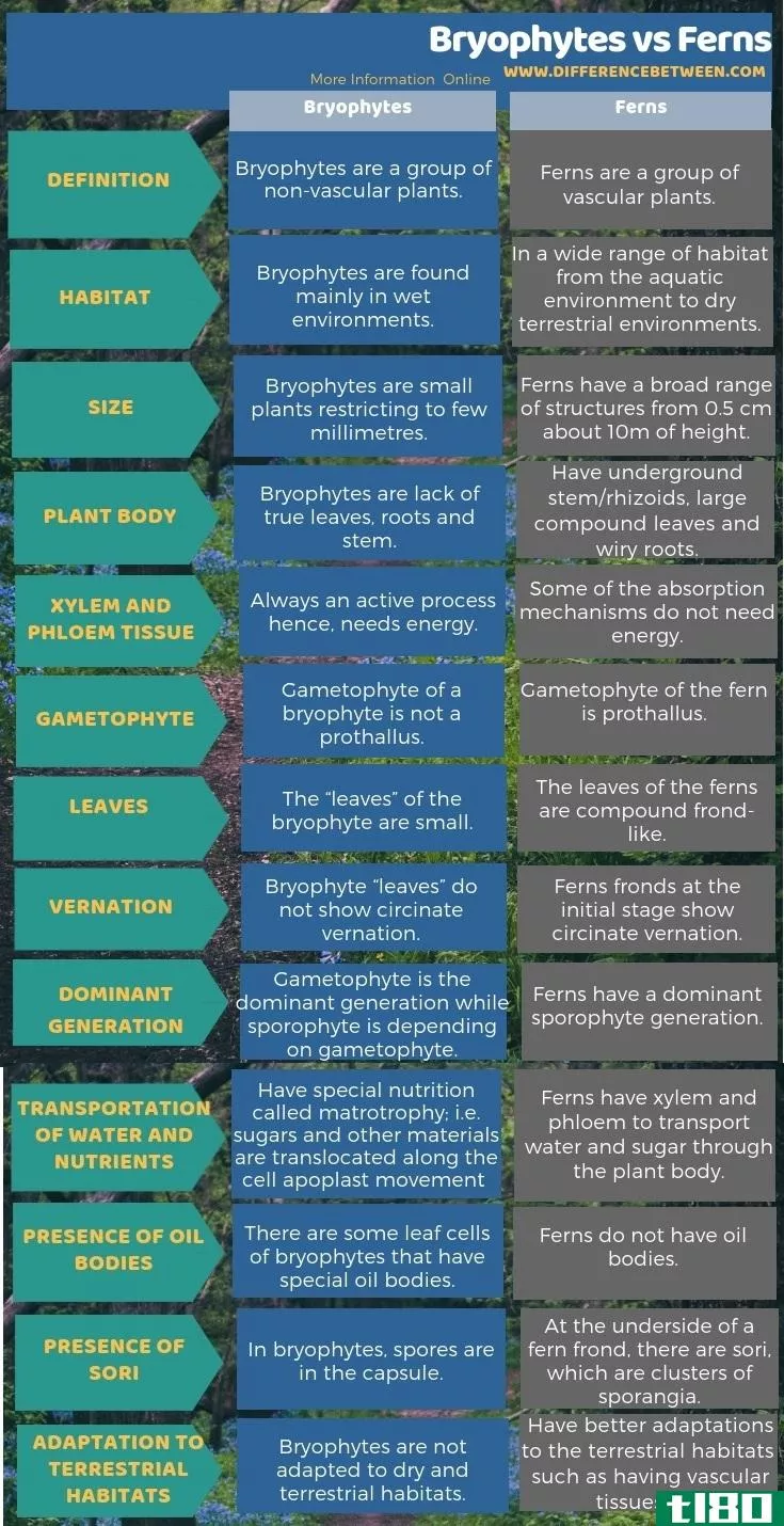 苔藓植物(bryophytes)和蕨类植物(ferns)的区别