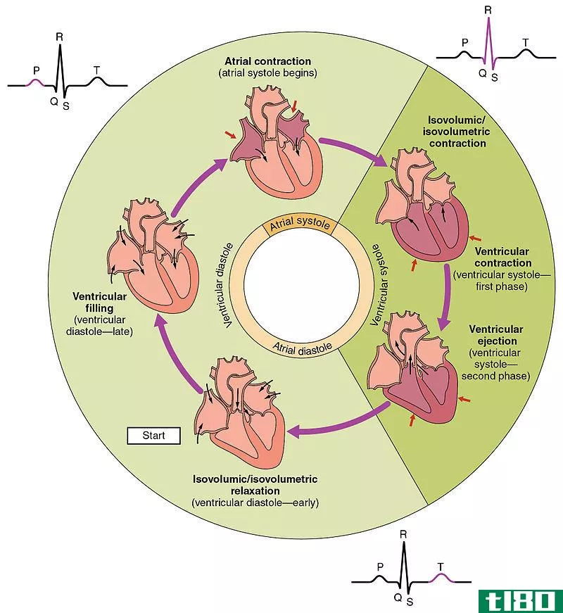 心脏周期(cardiac cycle)和心输出量(cardiac output)的区别
