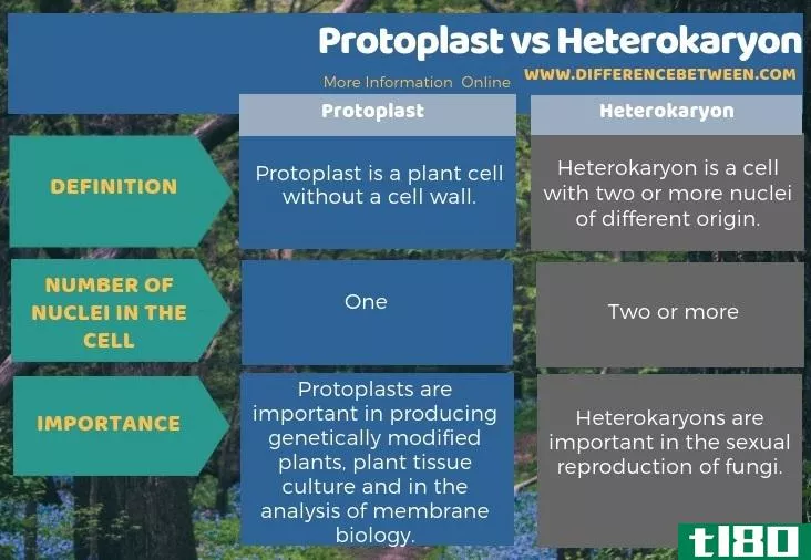 原生质体(protoplast)和异核体(heterokaryon)的区别