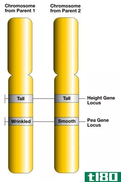 基因(gene)和等位基因(allele)的区别