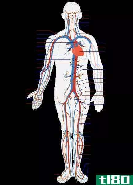 循环系统(circulatory system)和淋巴系统(lymphatic system)的区别