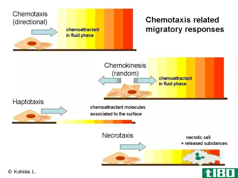 趋化性(chemotaxis)和吞噬作用(phagocytosis)的区别