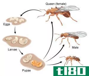 幼虫(larva)和蛹(pupa)的区别