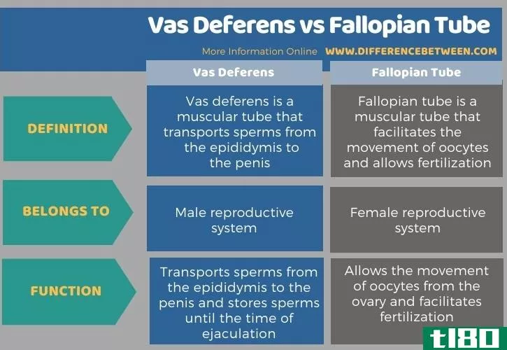 输精管(vas deferens)和输卵管(fallopian tube)的区别