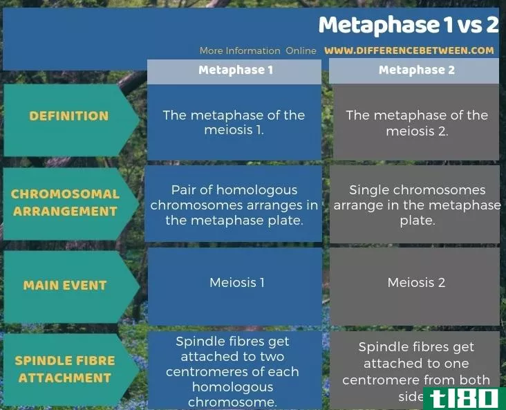 中期1(metaphase 1)和2(2)的区别