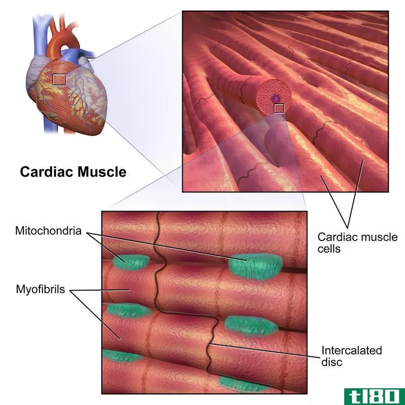 有条纹无条纹(striated non striated)和心肌(cardiac muscles)的区别