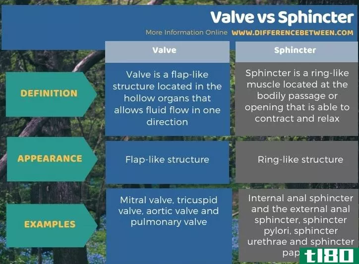 阀门(valve)和括约肌(sphincter)的区别