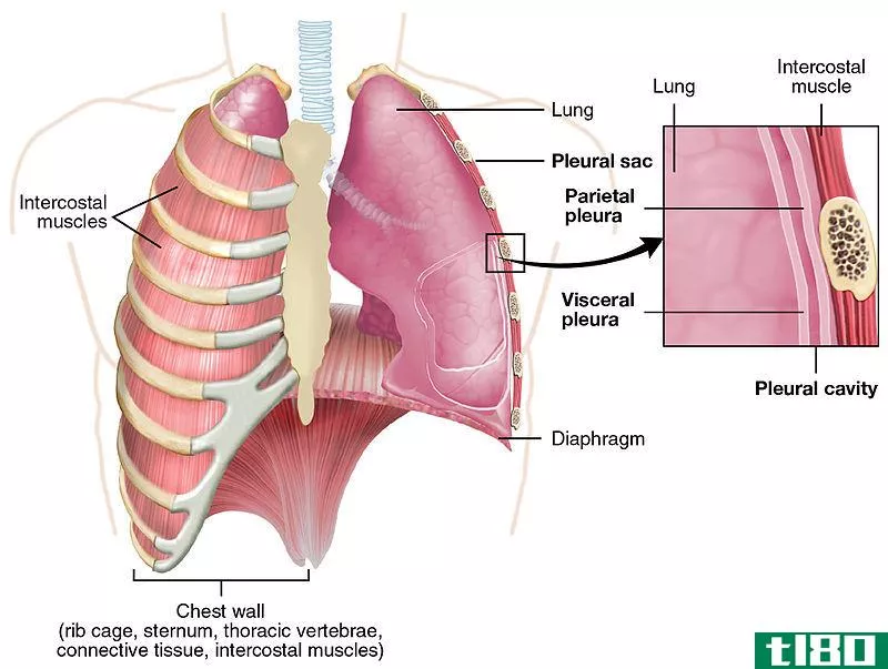 内脏的(visceral)和壁浆膜(parietal serous membranes)的区别