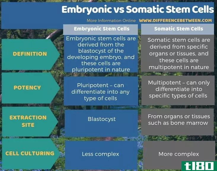 胚胎(embryonic)和体细胞(somatic stem cells)的区别