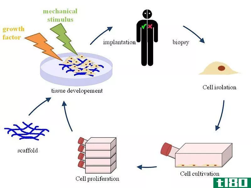 组织工程(tissue engineering)和再生医学(regenerative medicine)的区别