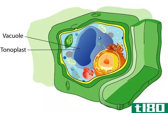 液泡膜(tonoplast)和质膜(pla**a membrane)的区别