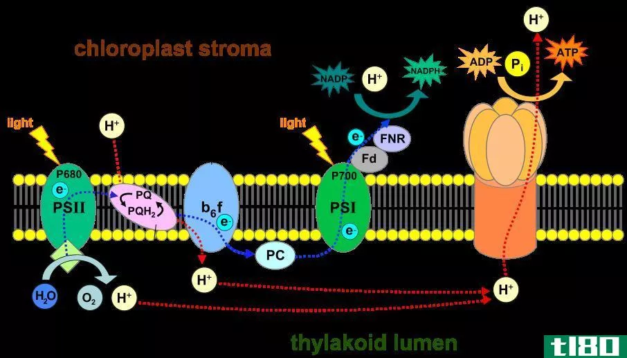 线粒体中的电子传递链(electron transport chain in mitochondria)和叶绿体(chloroplasts)的区别