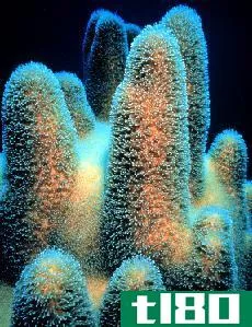 珊瑚(coral)和暗礁(reef)的区别