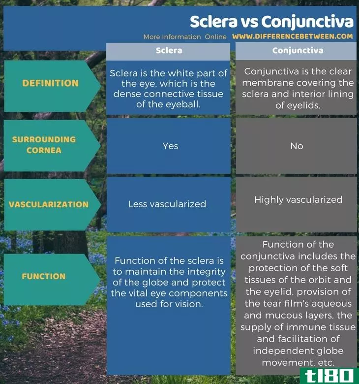 巩膜(sclera)和结膜(conjunctiva)的区别