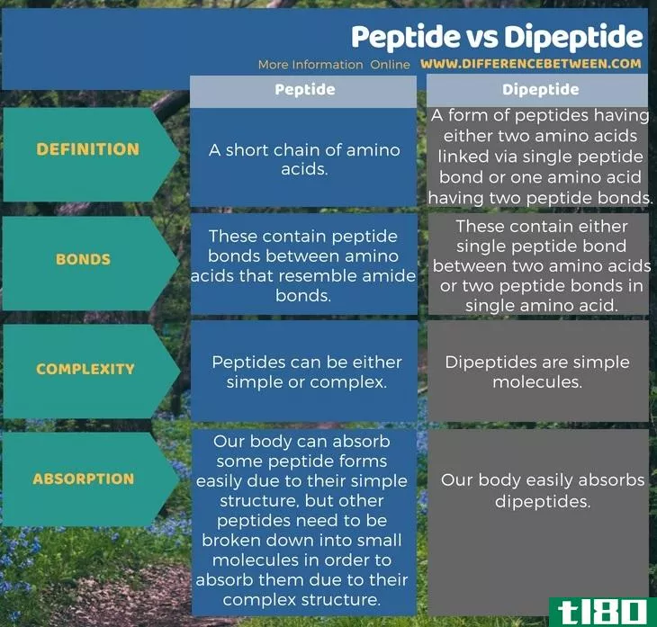 肽(peptide)和二肽(dipeptide)的区别