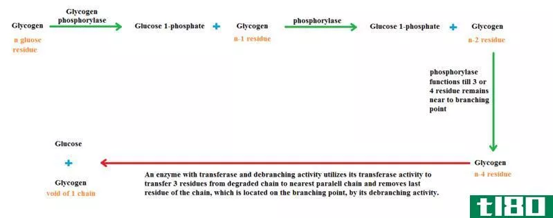 糖酵解(glycolysis)和糖原分解(glycogenolysis)的区别