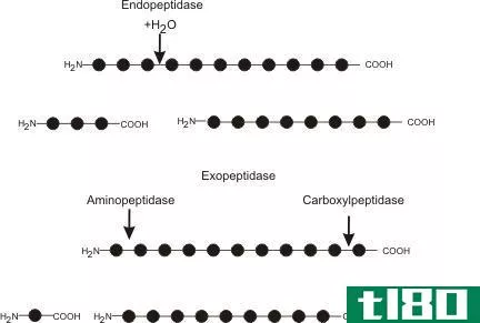 蛋白酶(protease)和肽酶(peptidase)的区别