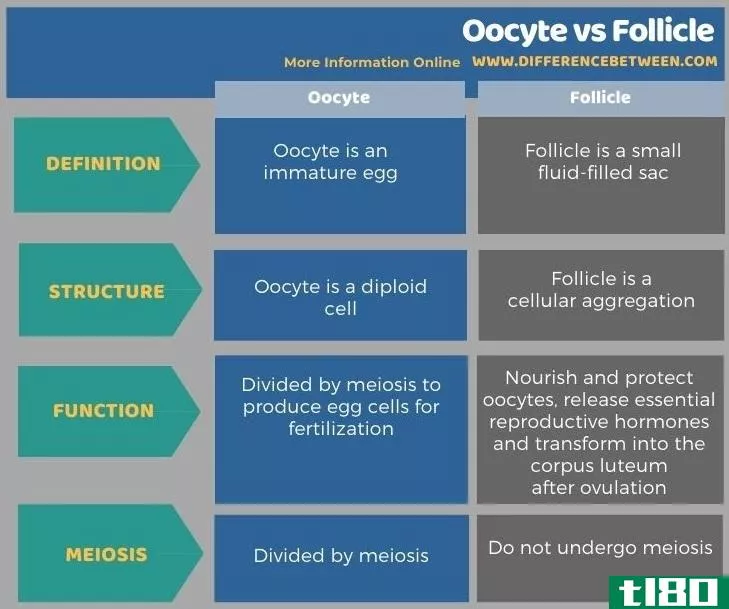 卵母细胞(oocyte)和毛囊(follicle)的区别