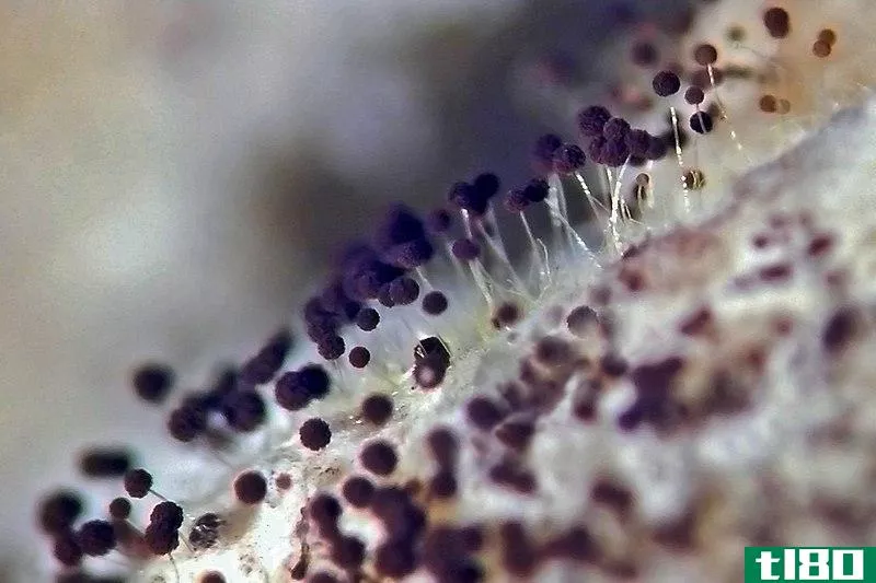 真菌(fungi)和原生动物(protozoa)的区别