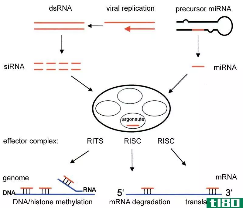 转录(transcriptional)和转录后基因沉默(posttranscriptional gene silencing)的区别