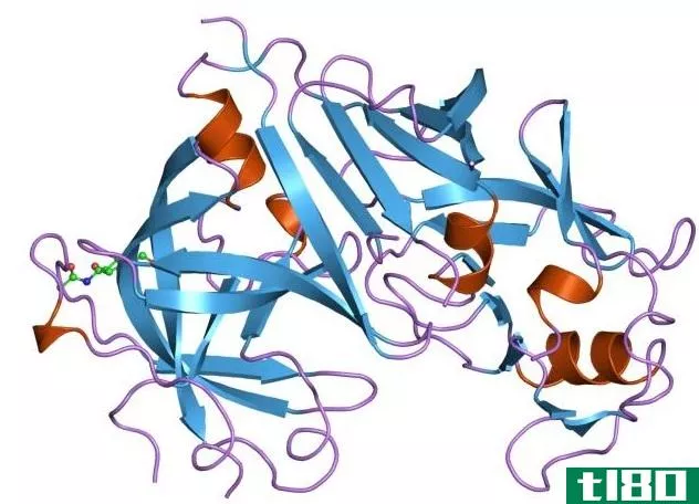 胃蛋白酶(pepsin)和肾素(renin)的区别