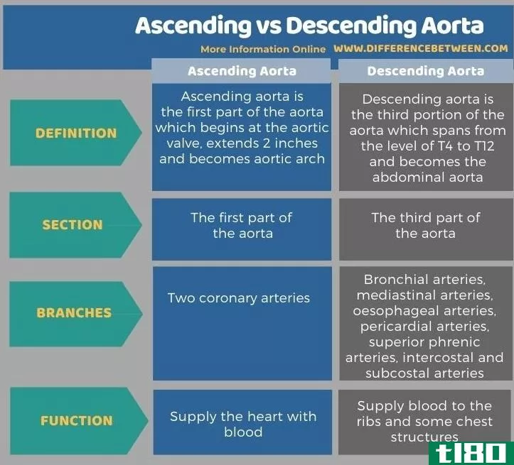 提升(ascending)和降主动脉(descending aorta)的区别