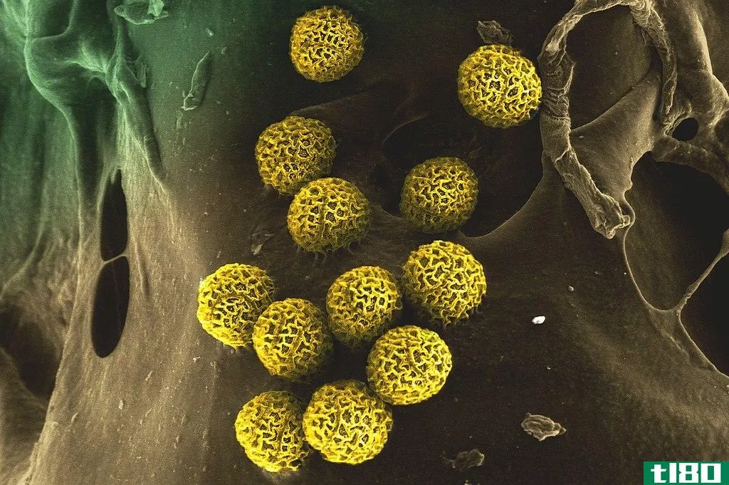 小孢子(microspore)和花粉粒(pollen grain)的区别