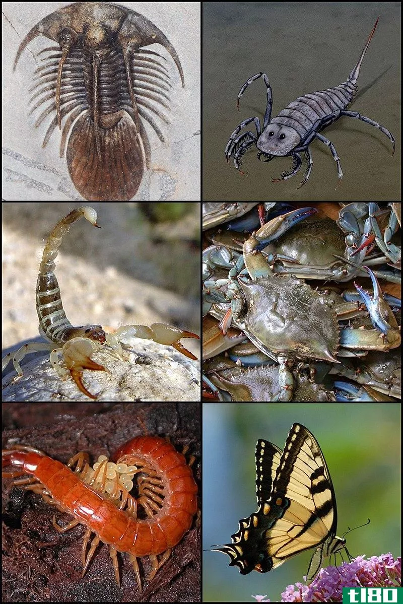 节肢动物(arthropods)和环节动物(annelids)的区别