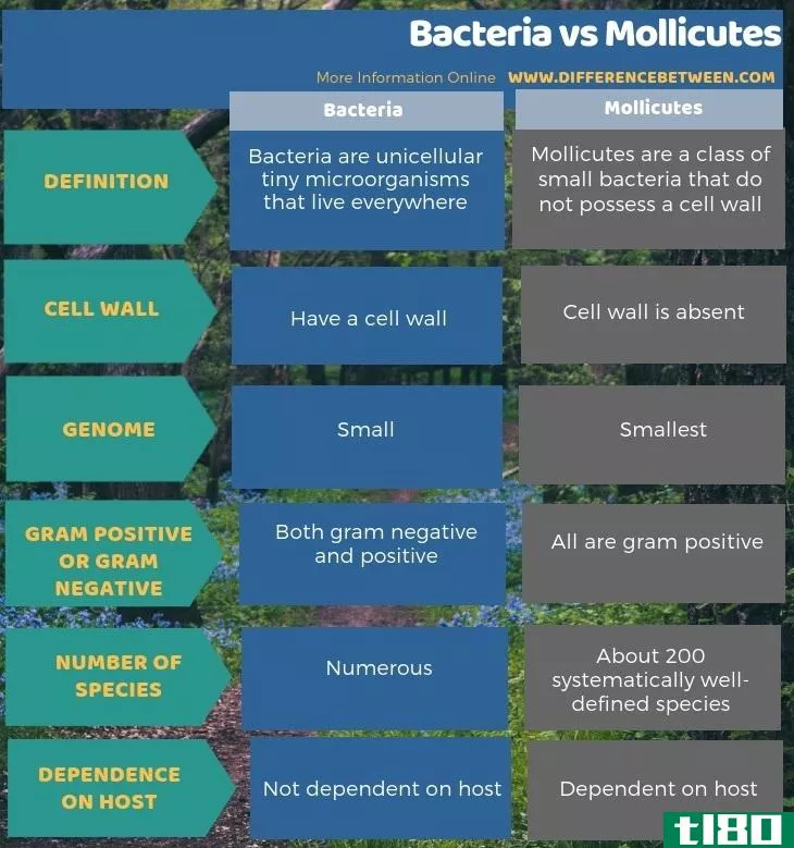 细菌(bacteria)和软体动物(mollicutes)的区别
