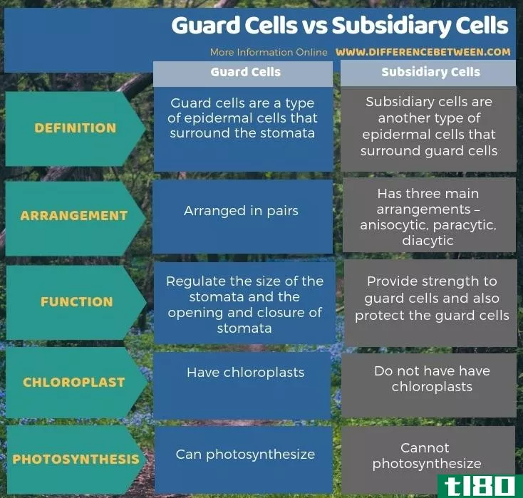 防护室(guard cells)和辅助单元(subsidiary cells)的区别