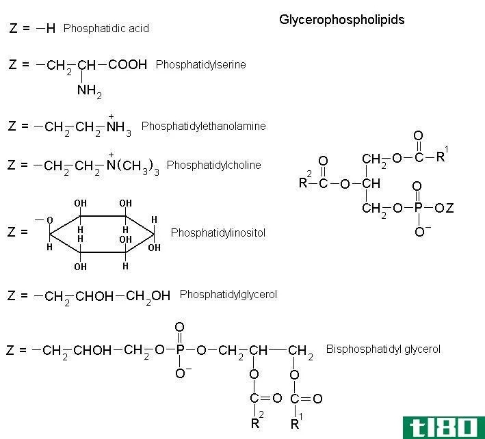 甘油磷脂(glycerophospholipids)和鞘脂(sphingolipids)的区别