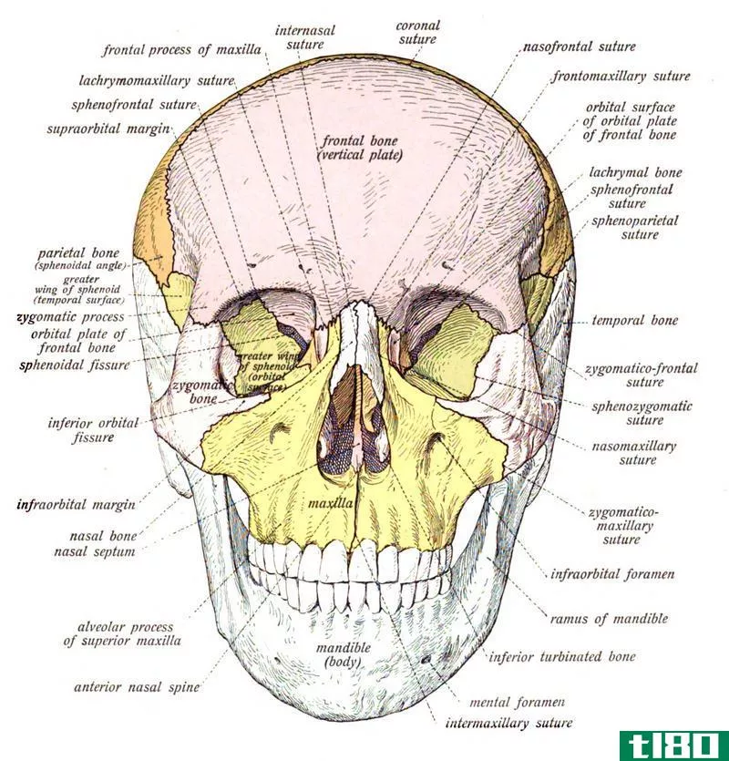 基底骨(basal bone)和牙槽骨(alveolar bone)的区别