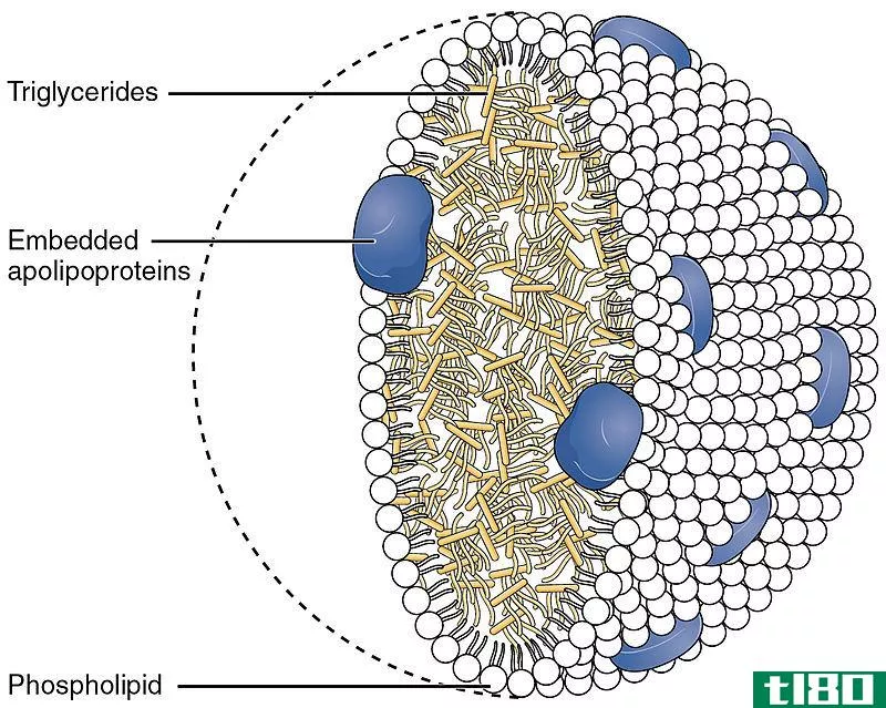 脂蛋白(lipoprotein)和载脂蛋白(apolipoprotein)的区别