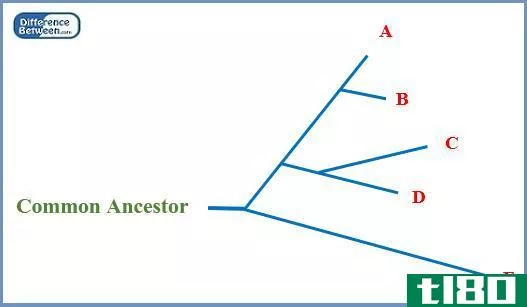 扎根的(rooted)和无根系统发育树(unrooted phylogenetic tree)的区别