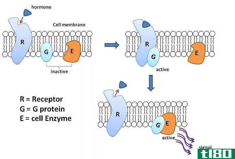 离子移变的(ionotropic)和代谢性受体(metabotropic receptors)的区别