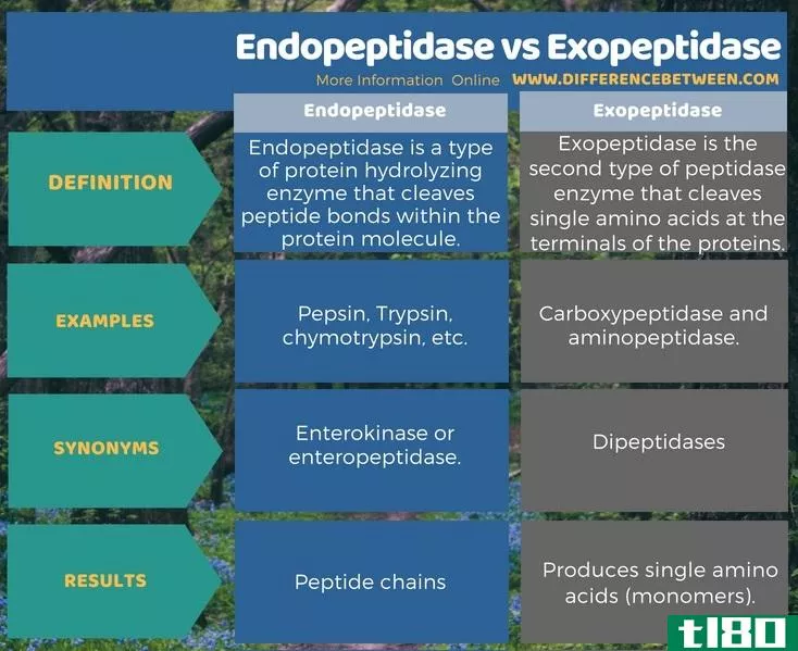 内肽酶(endopeptidase)和外肽酶(exopeptidase)的区别