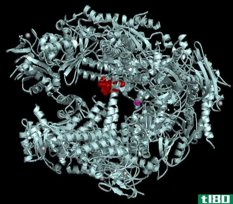 水解酶(hydrolase)和转移酶(transferase)的区别