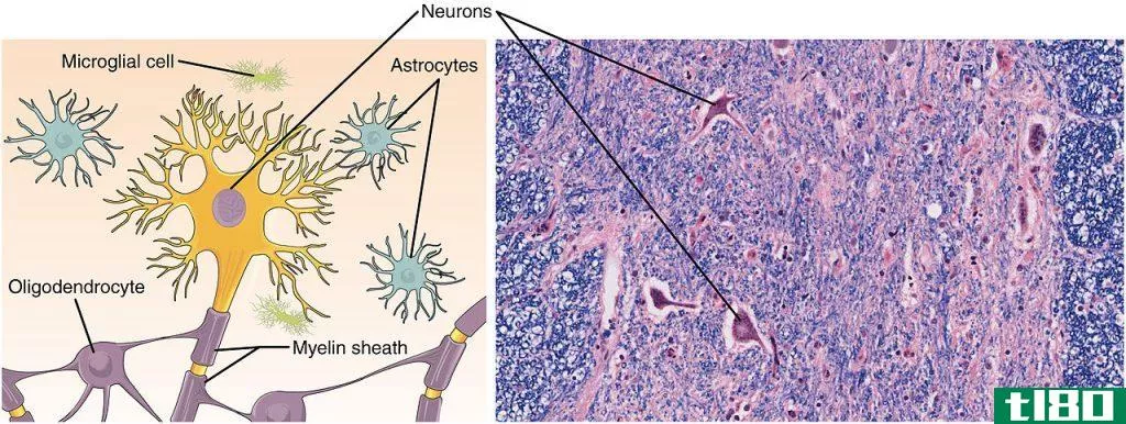 神经组织(nervous tissue)和神经系统(nervous system)的区别