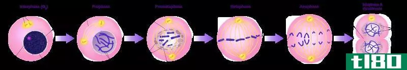 细胞分裂(cell division)和核部门(nuclear division)的区别