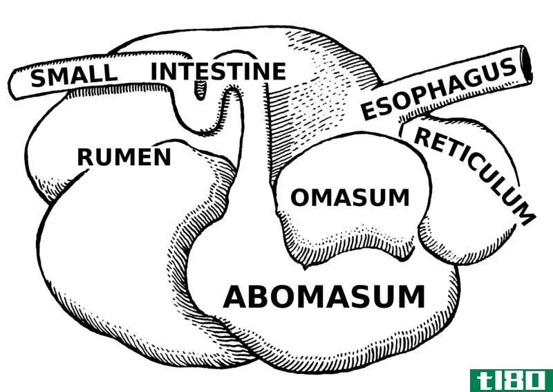 子宫(omasum)和真胃(abomasum)的区别