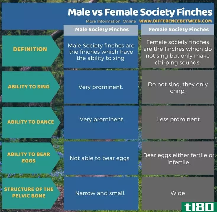 **的(male)和雌雀(female society finches)的区别