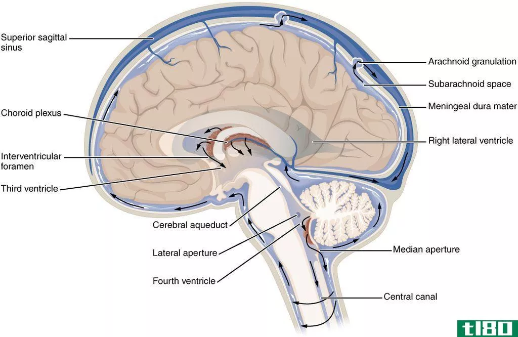 脑脊液(csf)和粘液(mucus)的区别