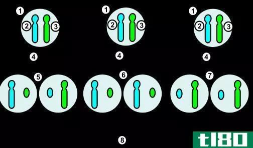 x灭活(x inactivation)和基因组印记(genomic imprinting)的区别