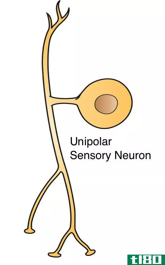 多极双极(multipolar bipolar)和单极神经元(unipolar neur***)的区别
