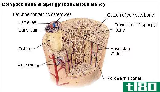 小梁(trabecular)和皮质骨(cortical bone)的区别