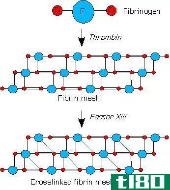 纤维蛋白(fibrin)和纤维蛋白原(fibrinogen)的区别