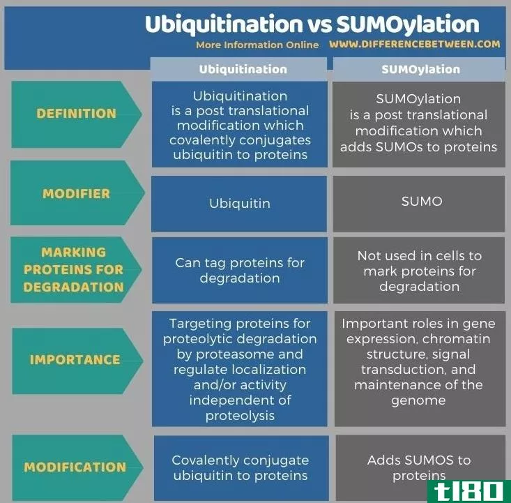 泛素化(ubiquitination)和SUMO化(sumoylation)的区别