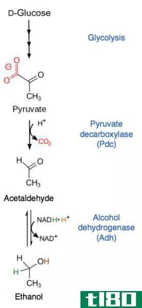 乳酸(lactic acid)和酒精发酵(alcoholic fermentation)的区别